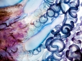 Portuguese Man-of-War