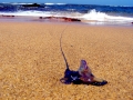 Portuguese Man-of-War