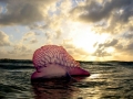 Portuguese Man-of-War