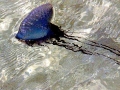 Portuguese Man-of-War