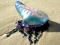 Portuguese Man-of-War