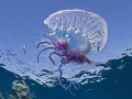 Portuguese Man-of-War