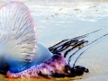 Portuguese Man-of-War