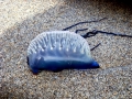 Portuguese Man-of-War