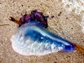 Portuguese Man-of-War