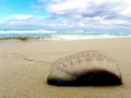 Portuguese Man-of-War