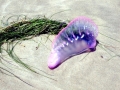 Portuguese Man-of-War
