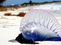 Portuguese Man-of-War
