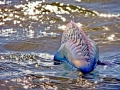 Portuguese Man-of-War