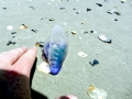 Portuguese Man-of-War
