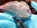 Portuguese Man-of-War