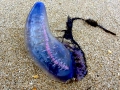 Portuguese Man-of-War