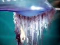 Portuguese Man-of-War