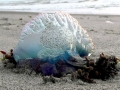 Portuguese Man-of-War