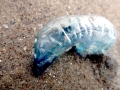 Portuguese Man-of-War