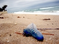 Portuguese Man-of-War