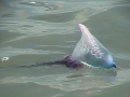 Portuguese Man-of-War