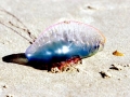 Portuguese Man-of-War