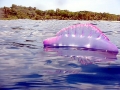 Portuguese Man-of-War