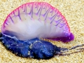 Portuguese Man-of-War