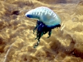 Portuguese Man-of-War
