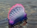 Portuguese Man-of-War