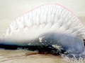 Portuguese Man-of-War