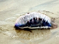 Portuguese Man-of-War