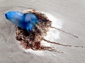 Portuguese Man-of-War