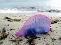 Portuguese Man-of-War