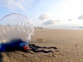 Portuguese Man-of-War