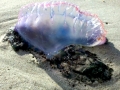 Portuguese Man-of-War
