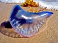 Portuguese Man-of-War