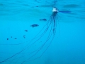 Portuguese Man-of-War