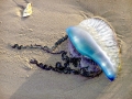 Portuguese Man-of-War