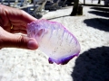 Portuguese Man-of-War