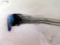 Portuguese Man-of-War