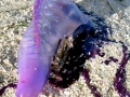 Portuguese Man-of-War