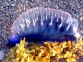 Portuguese Man-of-War