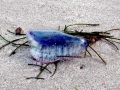 Portuguese Man-of-War
