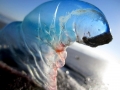 Portuguese Man-of-War