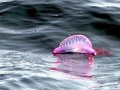 Portuguese Man-of-War