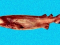 Prickly Shark