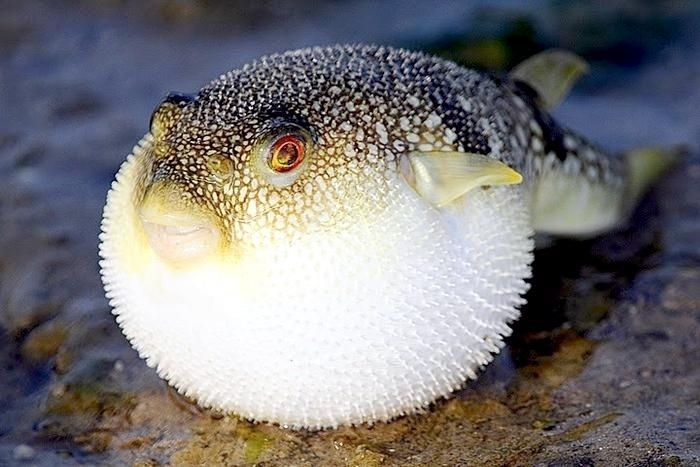 Pufferfish