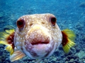 Pufferfish