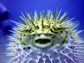 Pufferfish