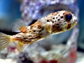 Pufferfish