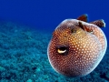 Pufferfish