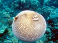 Pufferfish