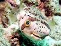 Pufferfish